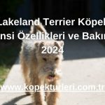 Lakeland Terrier Köpek Cinsi Özellikleri ve Bakımı 2024