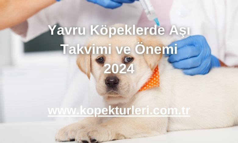 Yavru Köpeklerde Aşı Takvimi ve Önemi 2024