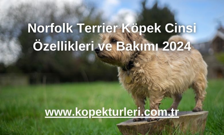 Norfolk Terrier Köpek Cinsi Özellikleri ve Bakımı 2024