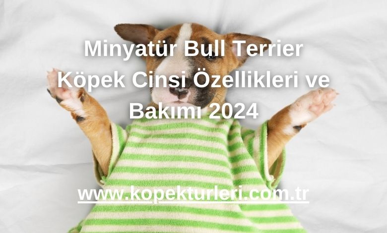 Minyatür Bull Terrier Köpek Cinsi Özellikleri ve Bakımı 2024