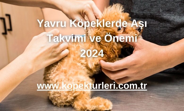 Yavru Köpeklerde Aşı Takvimi ve Önemi 2024