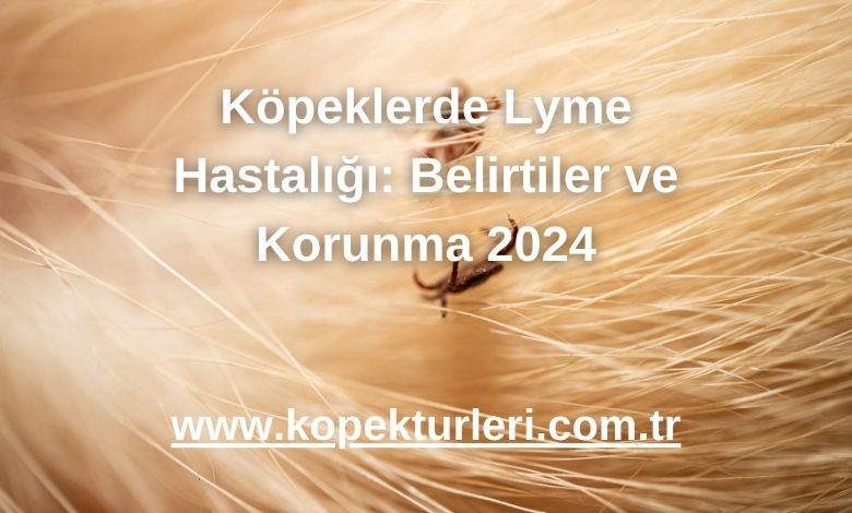 Köpeklerde Lyme Hastalığı: Belirtiler ve Korunma 2024