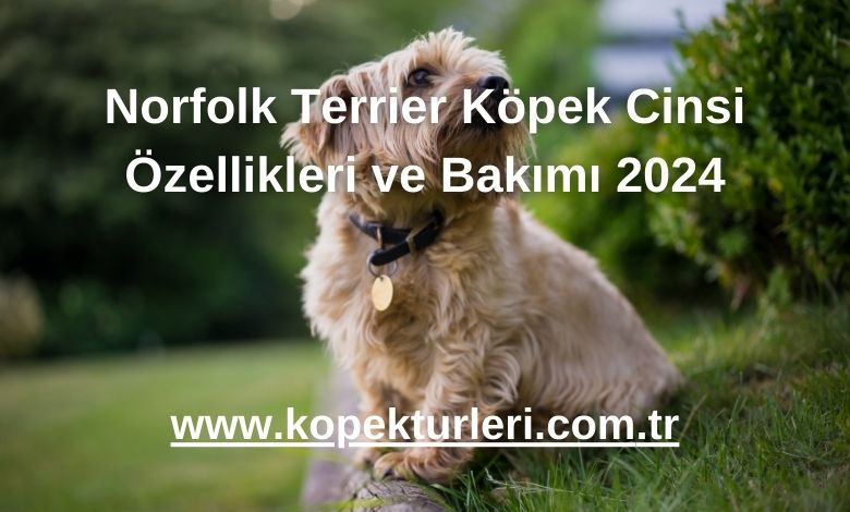 Norfolk Terrier Köpek Cinsi Özellikleri ve Bakımı 2024