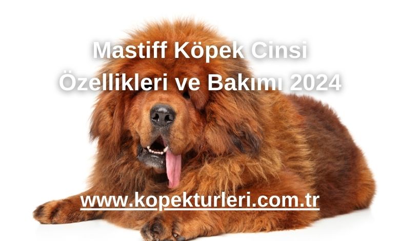Mastiff Köpek Cinsi Özellikleri ve Bakımı 2024