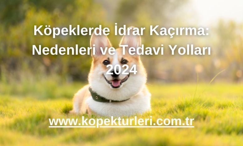 Köpeklerde İdrar Kaçırma: Nedenleri ve Tedavi Yolları 2024