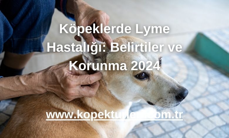 Köpeklerde Lyme Hastalığı: Belirtiler ve Korunma 2024