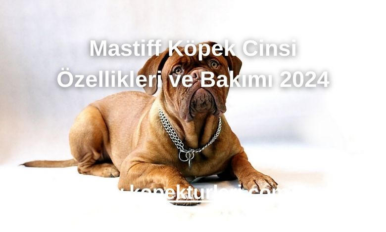 Mastiff Köpek Cinsi Özellikleri ve Bakımı 2024