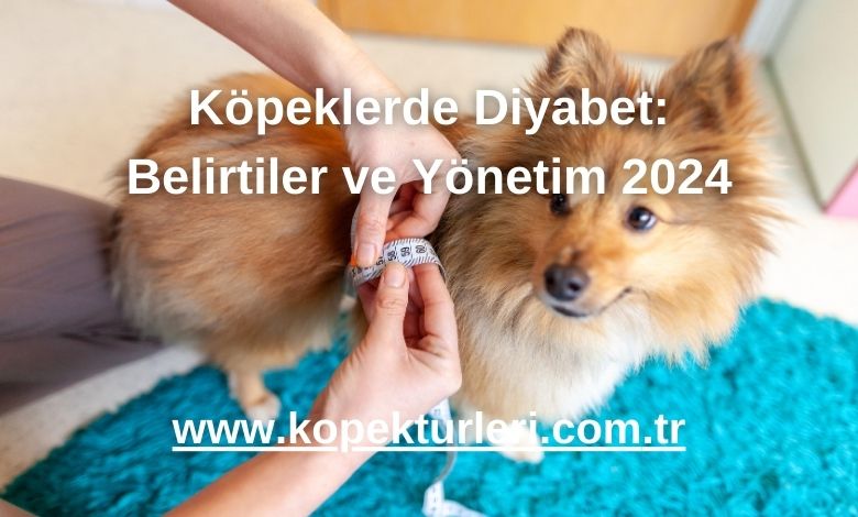 Köpeklerde Diyabet: Belirtiler ve Yönetim 2024