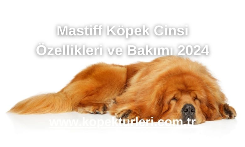 Mastiff Köpek Cinsi Özellikleri ve Bakımı 2024