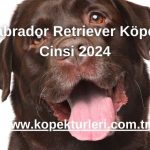 Labrador Retriever Köpek Cinsi 2024