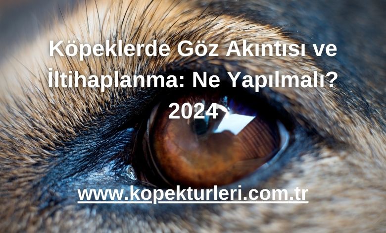 Köpeklerde Göz Akıntısı ve İltihaplanma: Ne Yapılmalı? 2024