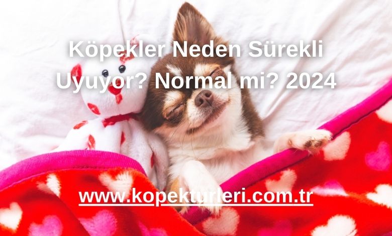 Köpekler Neden Sürekli Uyuyor? Normal mi? 2024
