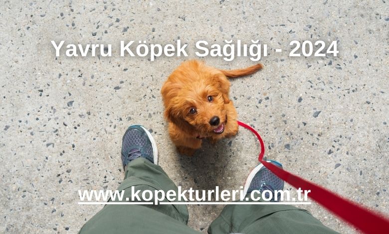 Yavru Köpek Sağlığı - 2024