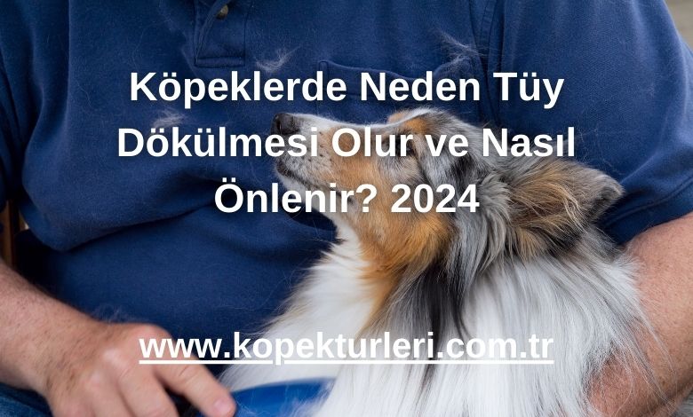 Köpeklerde Neden Tüy Dökülmesi Olur ve Nasıl Önlenir? 2024