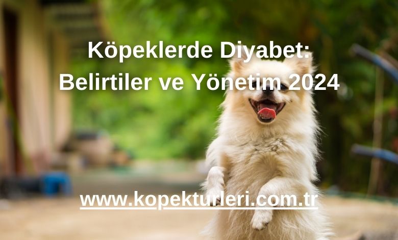 Köpeklerde Diyabet: Belirtiler ve Yönetim 2024