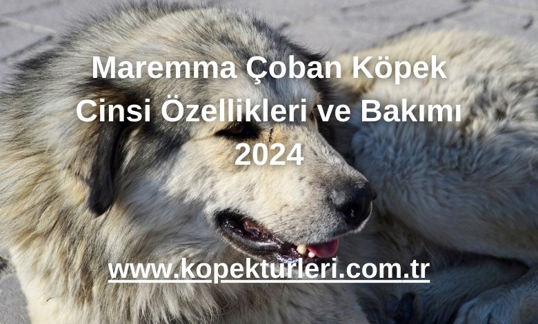 Maremma Çoban Köpek Cinsi Özellikleri ve Bakımı 2024