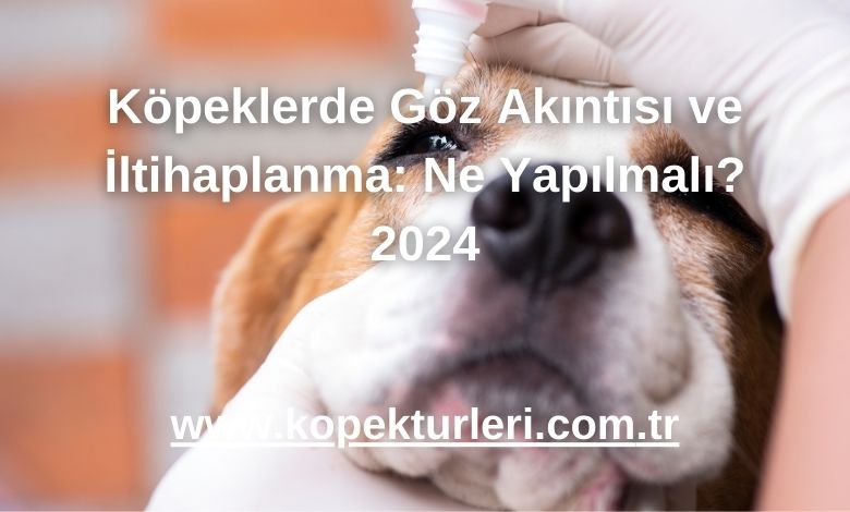 Köpeklerde Göz Akıntısı ve İltihaplanma: Ne Yapılmalı? 2024