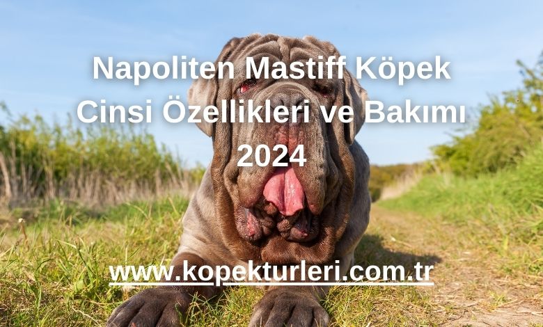 Napoliten Mastiff Köpek Cinsi Özellikleri ve Bakımı 2024