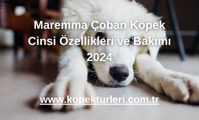 Maremma Çoban Köpek Cinsi Özellikleri ve Bakımı 2024