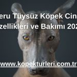 Peru Tüysüz Köpek Cinsi Özellikleri ve Bakımı 2024