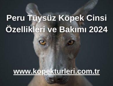 Peru Tüysüz Köpek Cinsi Özellikleri ve Bakımı 2024