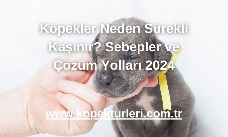 Köpekler Neden Sürekli Kaşınır? Sebepler ve Çözüm Yolları 2024