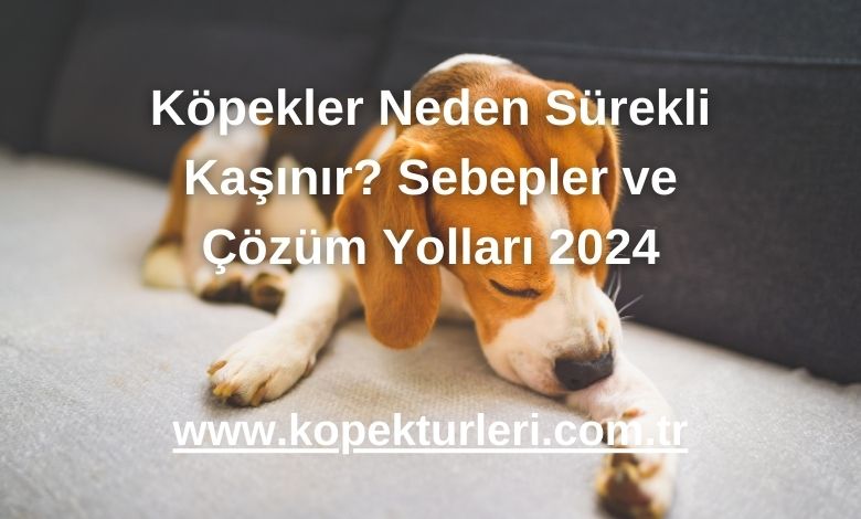 Köpekler Neden Sürekli Kaşınır? Sebepler ve Çözüm Yolları 2024