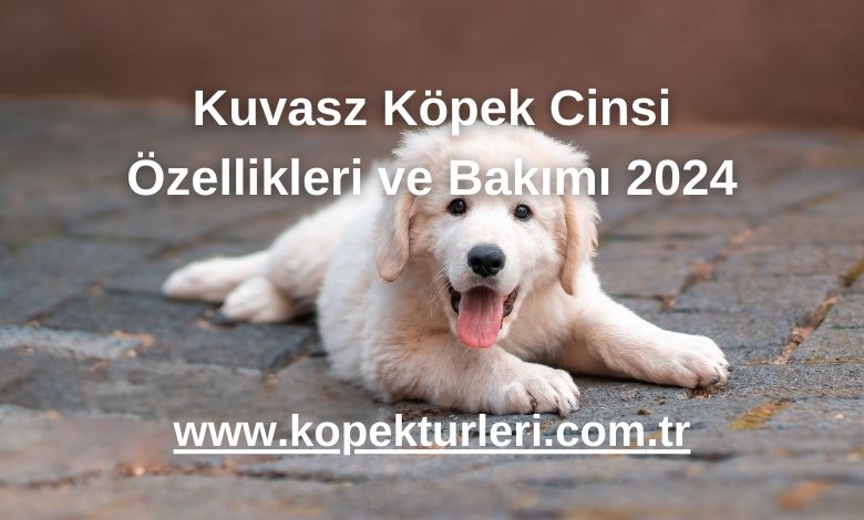 Kuvasz Köpek Cinsi Özellikleri ve Bakımı 2024