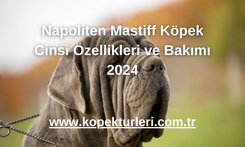 Napoliten Mastiff Köpek Cinsi Özellikleri ve Bakımı 2024