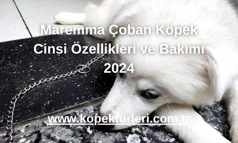 Maremma Çoban Köpek Cinsi Özellikleri ve Bakımı 2024