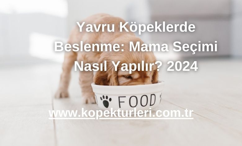 Yavru Köpeklerde Beslenme: Mama Seçimi Nasıl Yapılır? 2024