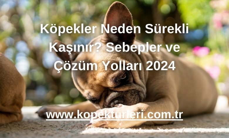 Köpekler Neden Sürekli Kaşınır? Sebepler ve Çözüm Yolları 2024