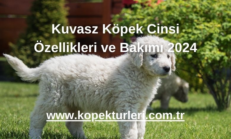 Kuvasz Köpek Cinsi Özellikleri ve Bakımı 2024