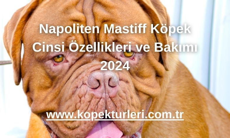 Napoliten Mastiff Köpek Cinsi Özellikleri ve Bakımı 2024