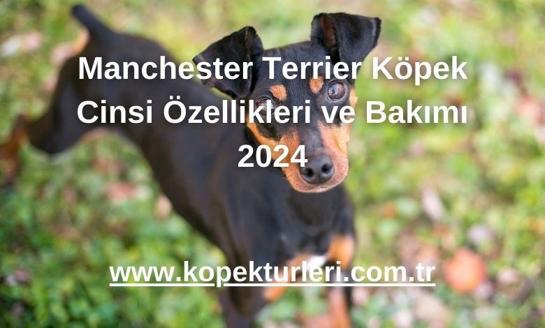 Manchester Terrier Köpek Cinsi Özellikleri ve Bakımı 2024