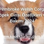 Pembroke Welsh Corgi Köpek Cinsi Özellikleri ve Bakımı 2024