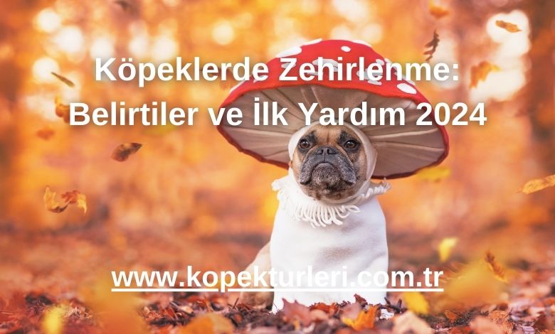 Köpeklerde Zehirlenme: Belirtiler ve İlk Yardım 2024