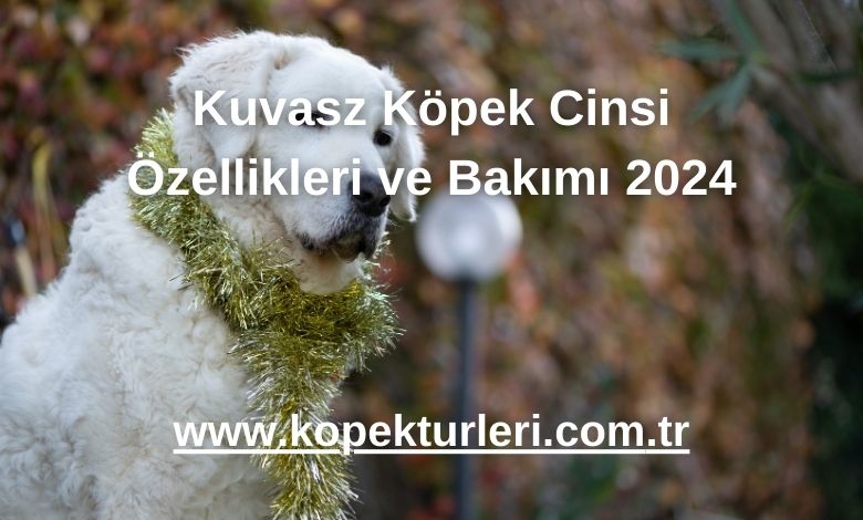 Kuvasz Köpek Cinsi Özellikleri ve Bakımı 2024