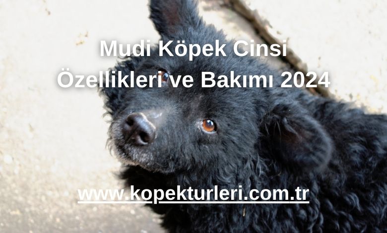 Mudi Köpek Cinsi Özellikleri ve Bakımı 2024