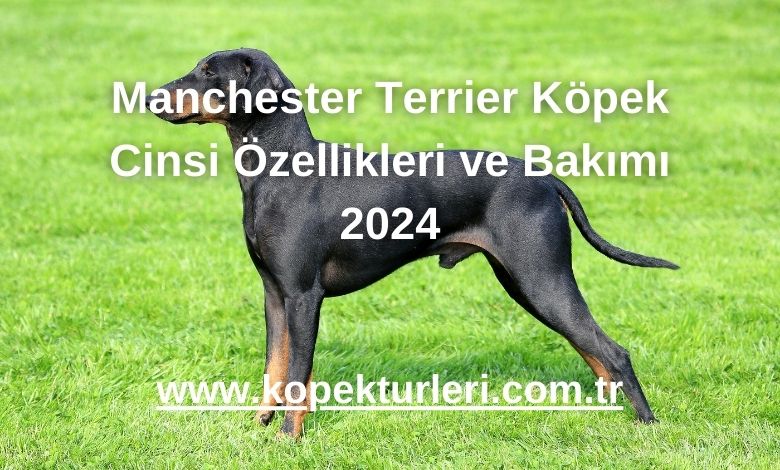Manchester Terrier Köpek Cinsi Özellikleri ve Bakımı 2024