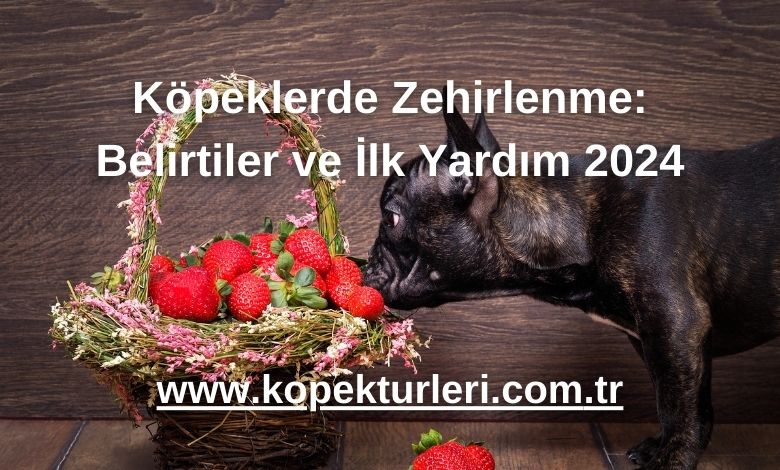 Köpeklerde Zehirlenme: Belirtiler ve İlk Yardım 2024