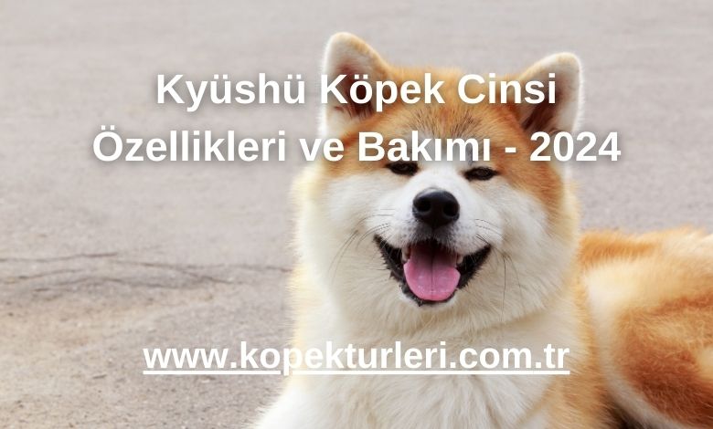 Kyüshü Köpek Cinsi Özellikleri ve Bakımı - 2024