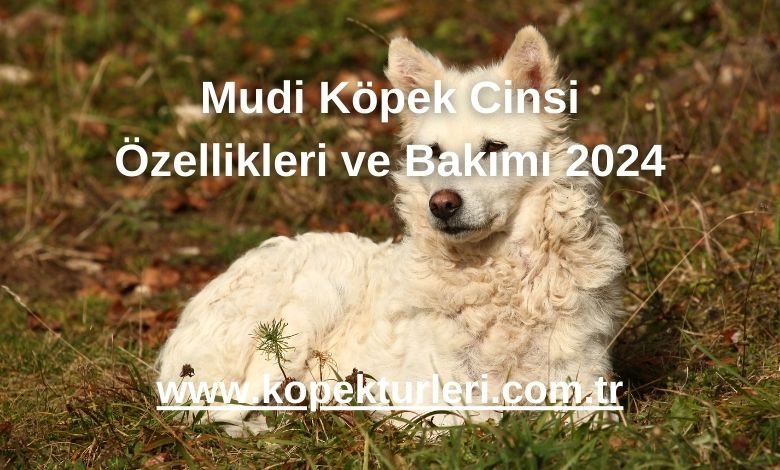Mudi Köpek Cinsi Özellikleri ve Bakımı 2024