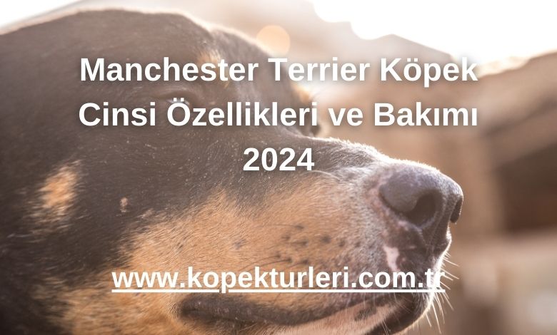 Manchester Terrier Köpek Cinsi Özellikleri ve Bakımı 2024