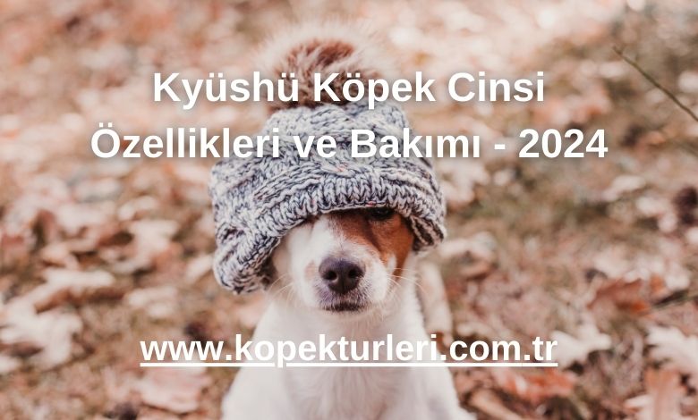 Kyüshü Köpek Cinsi Özellikleri ve Bakımı - 2024