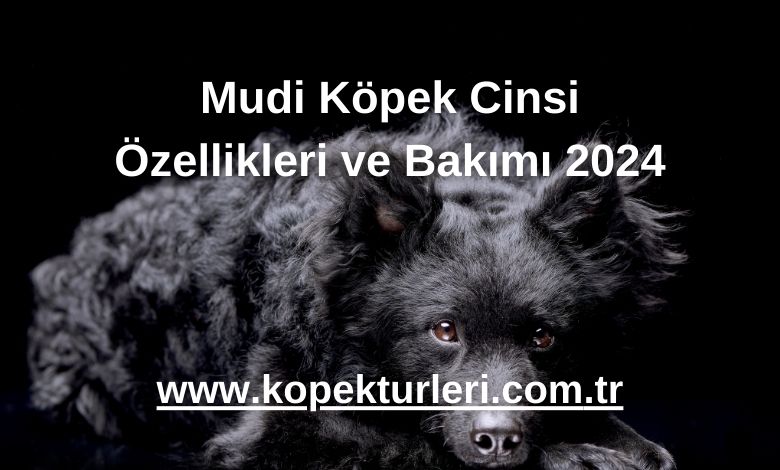 Mudi Köpek Cinsi Özellikleri ve Bakımı 2024