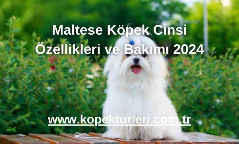 Maltese Köpek Cinsi Özellikleri ve Bakımı 2024