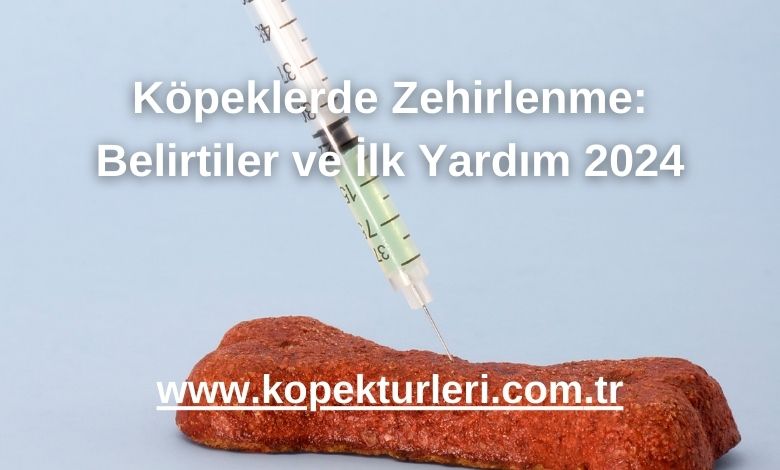 Köpeklerde Zehirlenme: Belirtiler ve İlk Yardım 2024