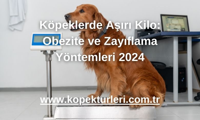 Köpeklerde Aşırı Kilo: Obezite ve Zayıflama Yöntemleri 2024
