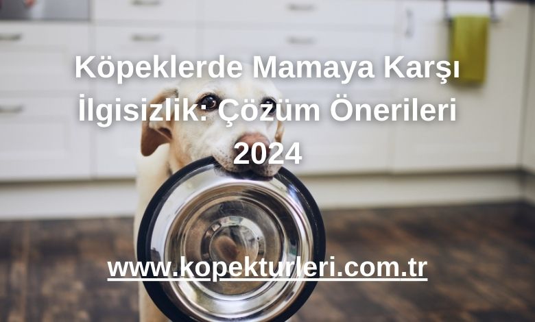 Köpeklerde Mamaya Karşı İlgisizlik: Çözüm Önerileri 2024